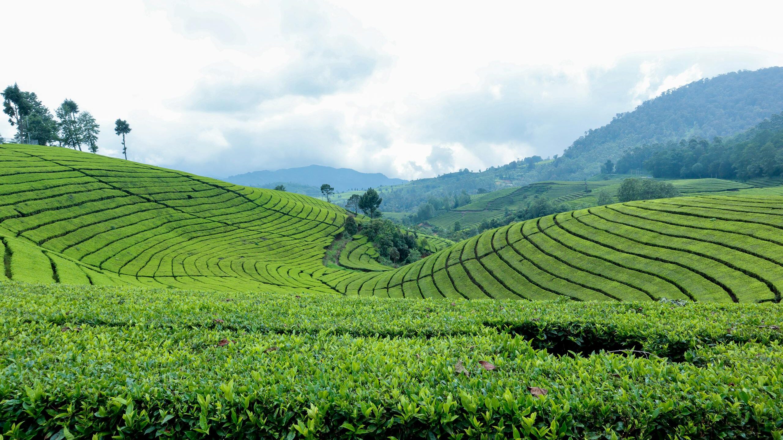 Ultimate Travel Guide Java 11 Discover the vibrant green landscape of tea plantations in Kecamatan Cimaung, Indonesia.
